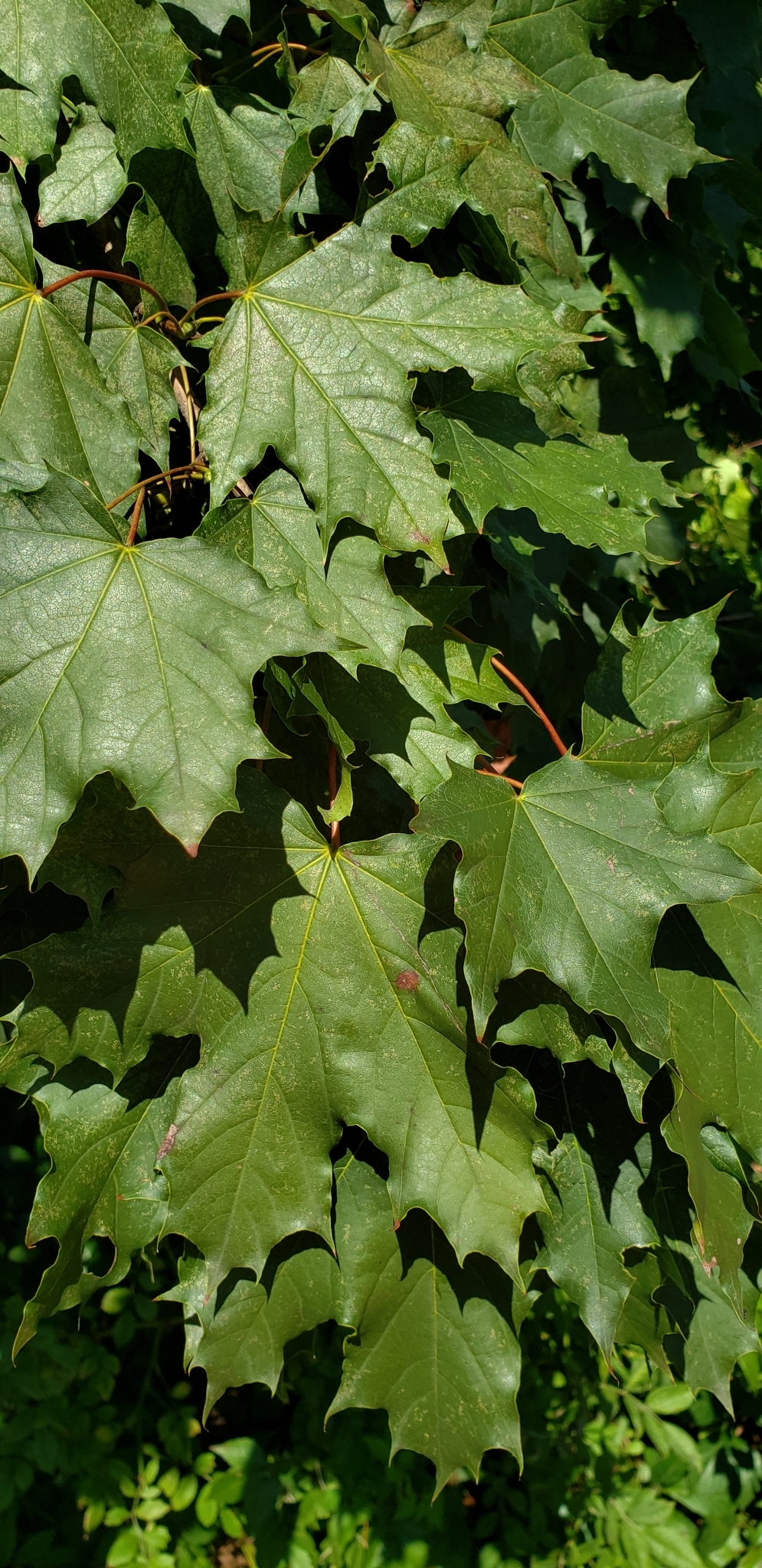 Acer platanoides — photo 3