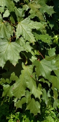 Acer platanoides — photo 3