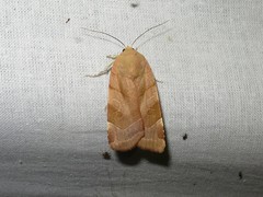 Noctua fimbriata
