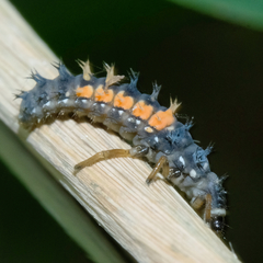 Harmonia axyridis