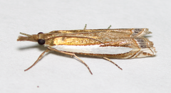 Crambus sperryellus