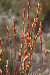 Elegia racemosa