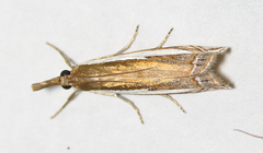 Crambus sperryellus