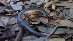 Ateuchosaurus chinensis