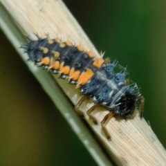 Harmonia axyridis
