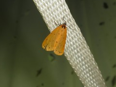 Setina irrorella