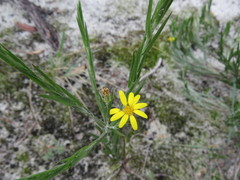 Pityopsis graminifolia image