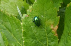 Oreina gloriosa