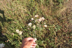 Centaurea scabiosa apiculata