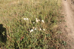 Centaurea scabiosa apiculata