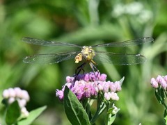 Erpetogomphus designatus