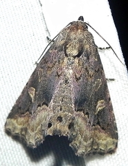 Homophoberia apicosa