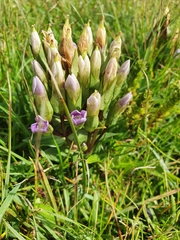 Gentianeae