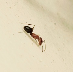 Dorymyrmex bicolor