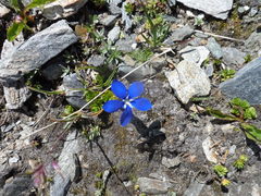 Gentiana bavarica