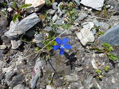 Gentiana bavarica
