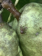 Anthonomus quadrigibbus