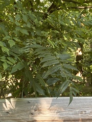 Ailanthus altissima