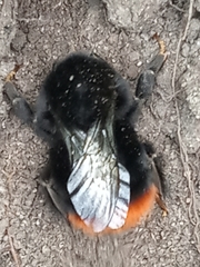 Bombus lapidarius