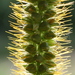 Yellow Foxtail - Photo (c) Wolfgang Jauch, some rights reserved (CC BY), uploaded by Wolfgang Jauch