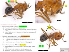 Dorymyrmex bicolor