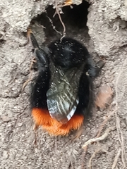 Bombus lapidarius