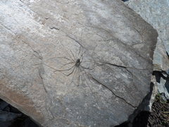 Mitopus glacialis