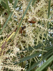 Sphex jamaicensis