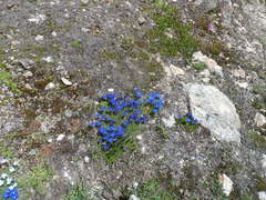 Gentiana bavarica