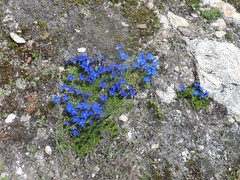 Gentiana bavarica