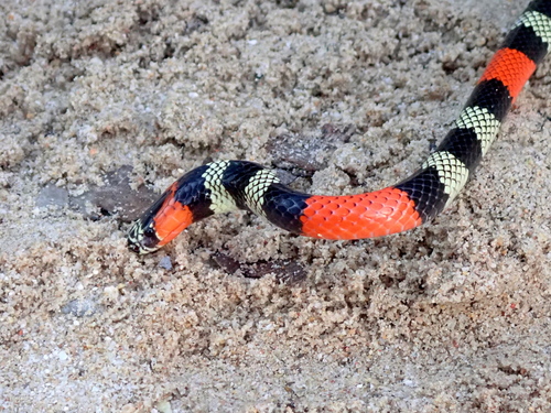 Brazilian Short-tail Coralsnake