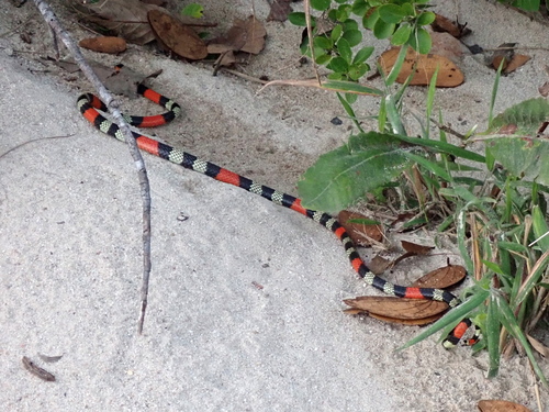 Brazilian Short-tail Coralsnake