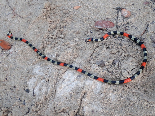 Brazilian Short-tail Coralsnake