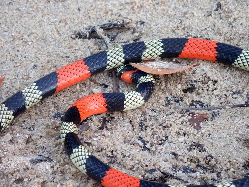 Brazilian Short-tail Coralsnake