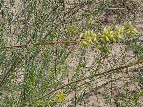 Image of Parryella filifolia by no rights reserved