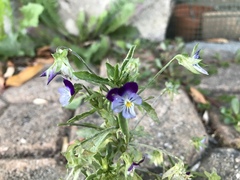 Viola tricolor