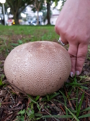 Lycoperdaceae