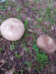 Lycoperdaceae
