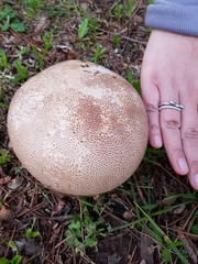 Lycoperdaceae