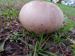 Lycoperdaceae