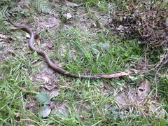 Coluber constrictor etheridgei