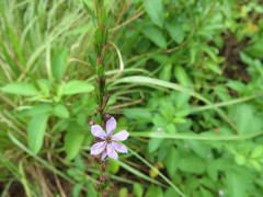 Lythrum alatum lanceolatum