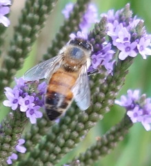 Apis mellifera