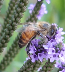 Apis mellifera