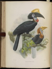 Yellow-Casqued Hornbill photo 3