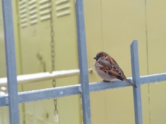 Passer domesticus