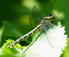 Hylogomphus abbreviatus