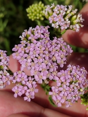 Achillea