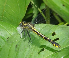 Hylogomphus abbreviatus