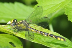 Hylogomphus abbreviatus